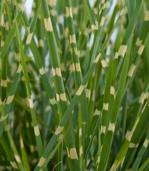 Miscanthus sinensis 'Little zebra'